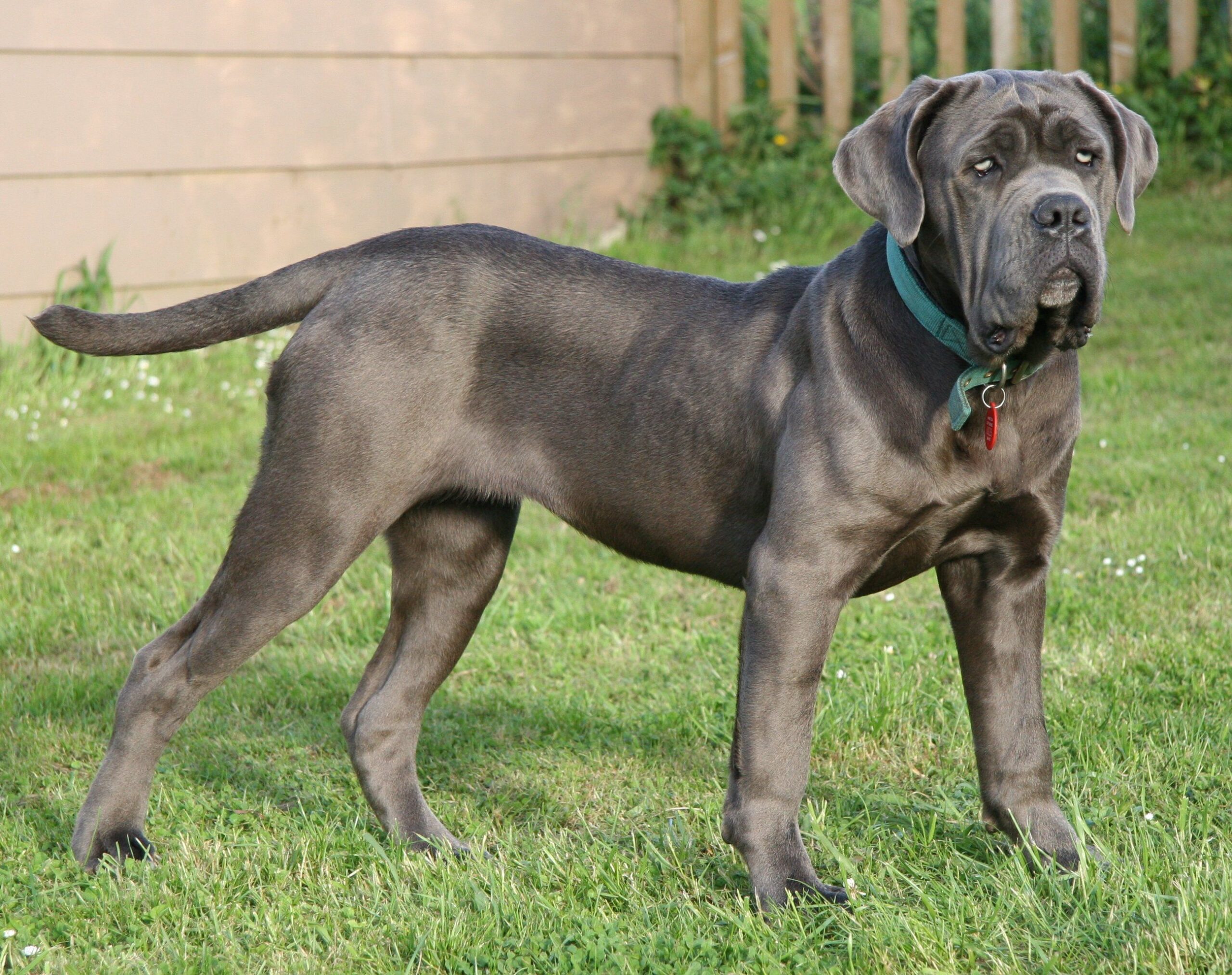 Best Large Dog Breeds for Families