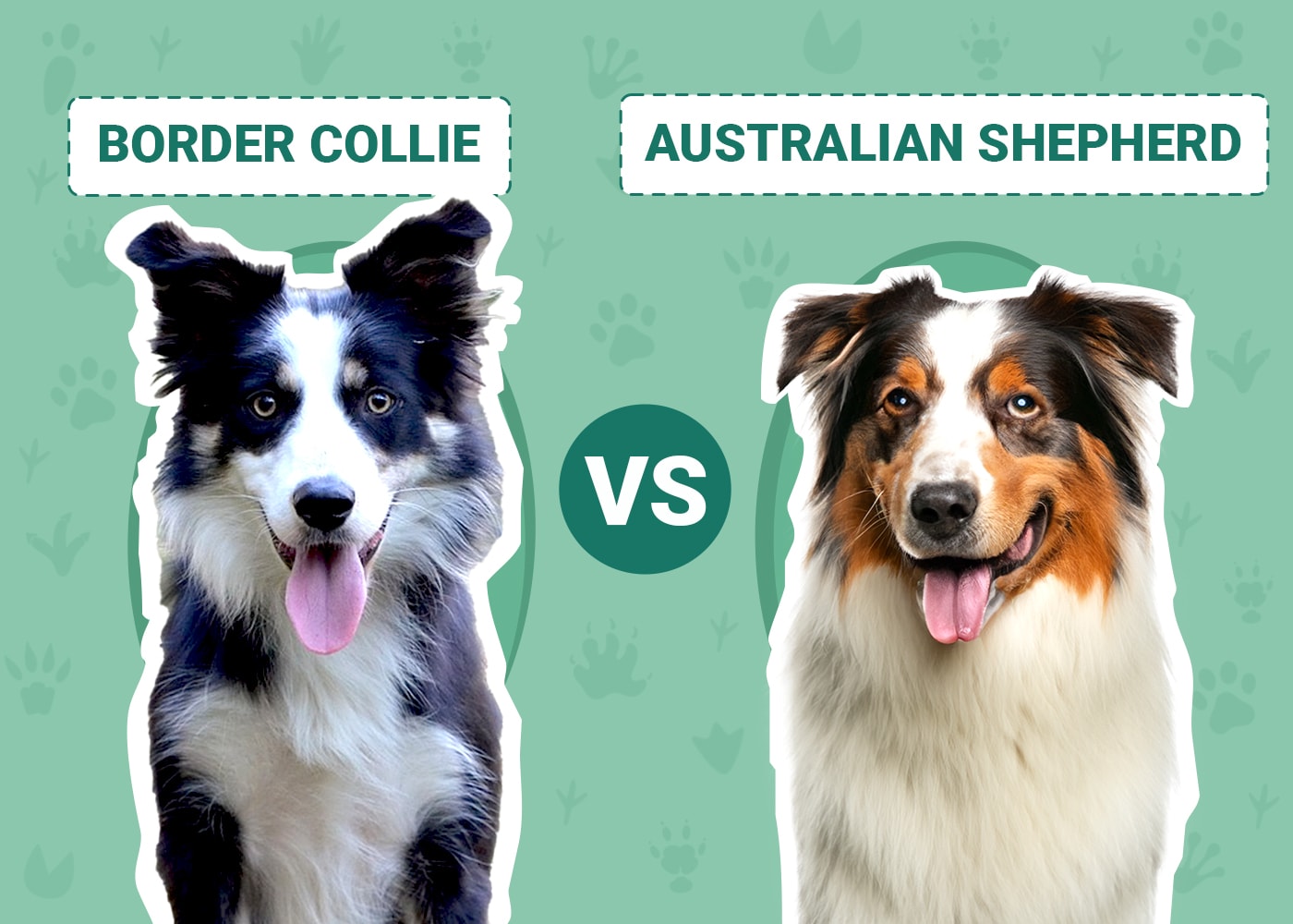 Border Collie Vs Australian Shepherd Intelligence