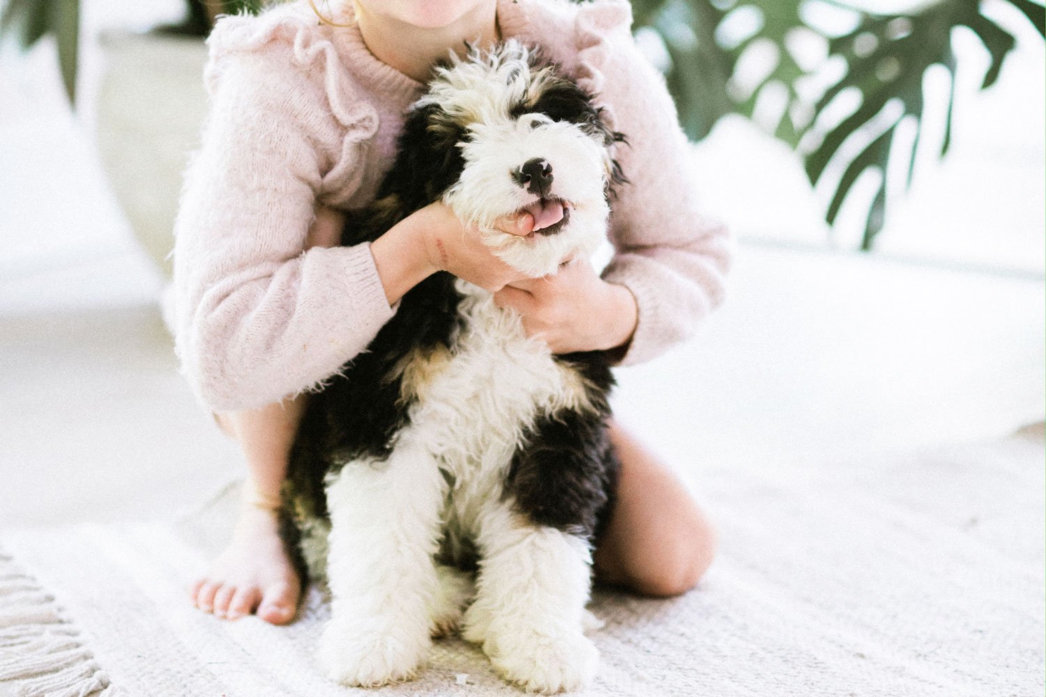 Low-Shedding Small Dog Breeds: Perfect Pets for Allergy Sufferers