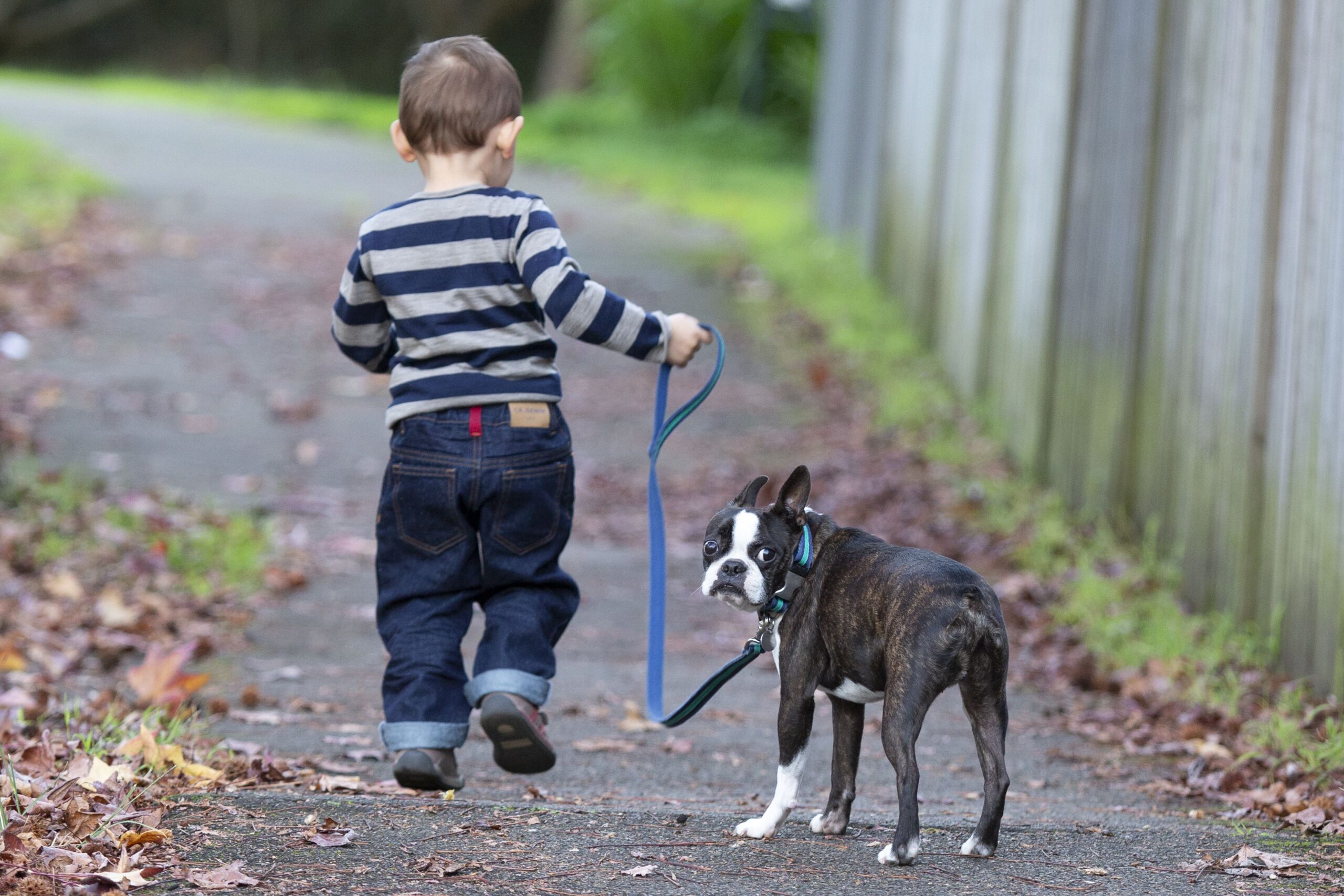 Dog Training