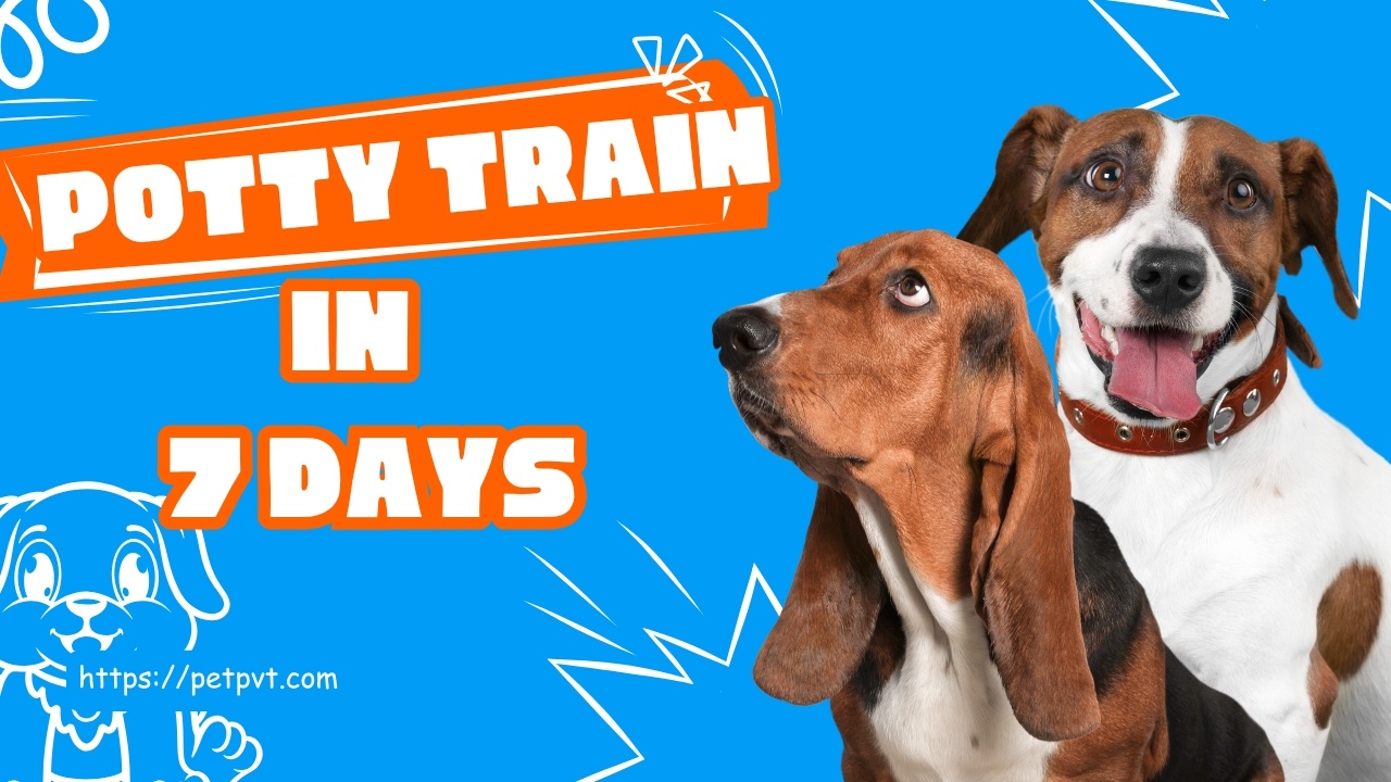 How to Potty Train a Puppy in 7 Days