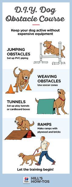 Agility Training for Dogs at Home