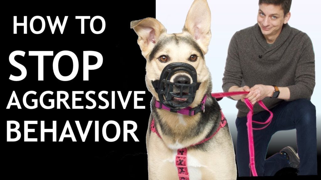 Dog Training Tips for Aggressive Behavior