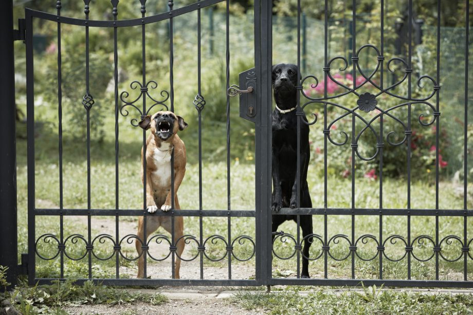 How to Stop My Dog from Barking at Strangers: Expert Tips