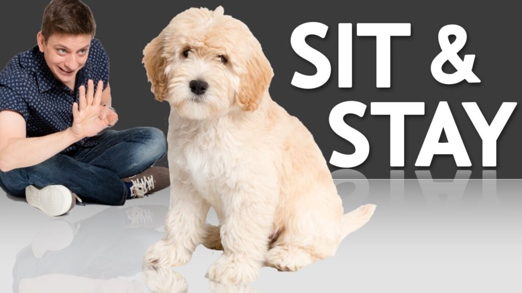 How to Train a Dog to Sit And Stay