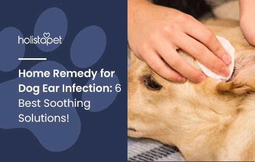 How to Treat Dog Ear Infections at Home