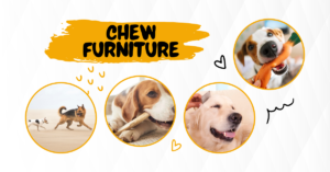 Dogs chew furniture