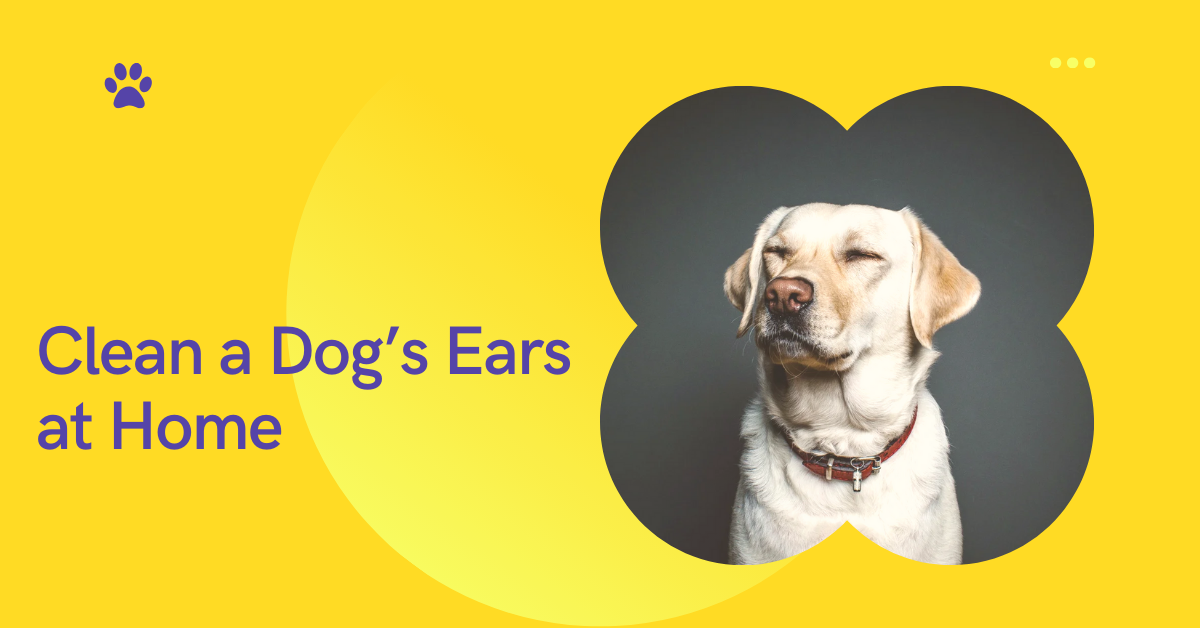 Clean a Dog’s Ears at Home